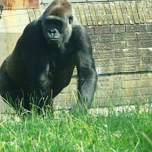 Western Lowland Gorilla  Blackpool Zoo 13 July 2025