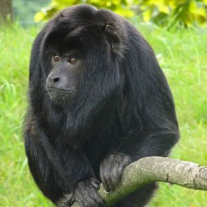 Black Howler Monkey Blackpool Zoo 13 July 2025