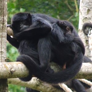 Colombian Spider Monkeys  Blackpool Zoo 13 July 2025