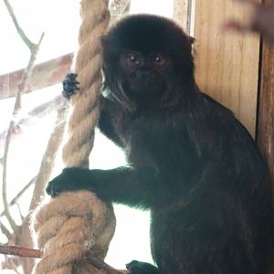 Goeldi's monkey  Blackpool Zoo 13 July 2025