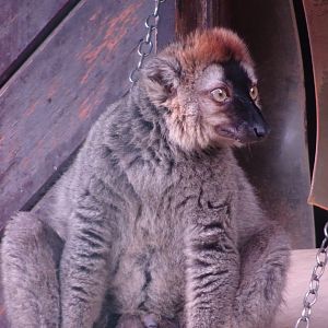 Red-fronted lemur  Blackpool Zoo 13 July 2025