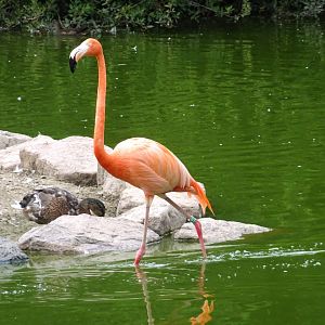 Flamingo  Blackpool Zoo 13 July 2025