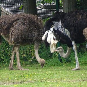 Ostriches  Blackpool Zoo 13 July 2025