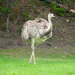 Greater Rhea  Blackpool Zoo 13 July 2025