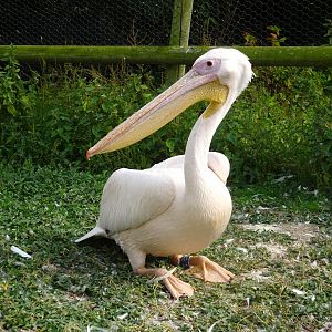Eastern White Pelican Blackpool Zoo 13 July 2025