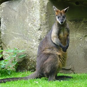 Wallaby  Blackpool Zoo 13 July 2025