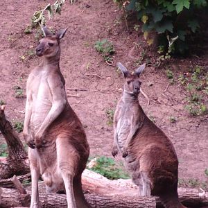 Western Grey Kangaroos  Blackpool Zoo 13 July 2025