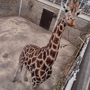 Taking part in feeding one of the giraffes  Blackpool Zoo 13 July 2025