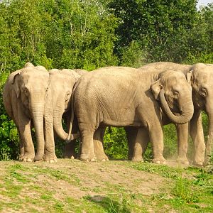 4 of the elephant cows atop the little hill Blackpool Zoo 13 July 2025