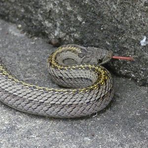 Striped kukri snake