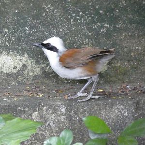 Tailless white-crowned laughingthrush