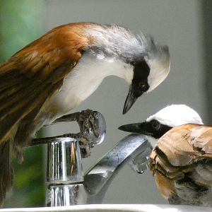White-crowned laughingthrushes