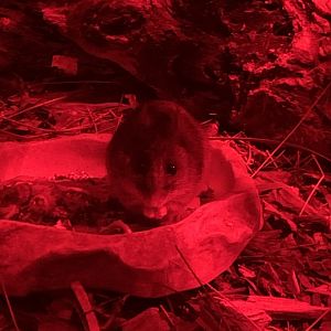 Smoky Mouse (Pseudomys fumeus)