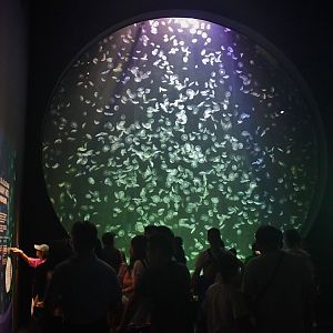 Singapore Oceanarium - Ocean Wonders zone