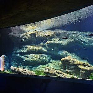 Singapore Oceanarium - Mississippi Paddlefish exhibit