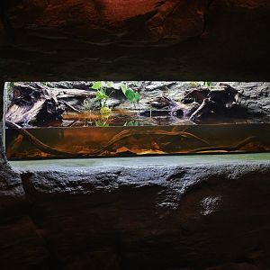 Singapore Oceanarium - Elephant Trunk Snake exhibit
