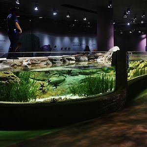 Singapore Oceanarium - Singapore's Coast zone