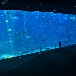 Singapore Oceanarium - Open Ocean zone