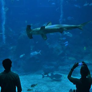 Singapore Oceanrium - Scalloped Hammerhead (Sphyrna lewini)