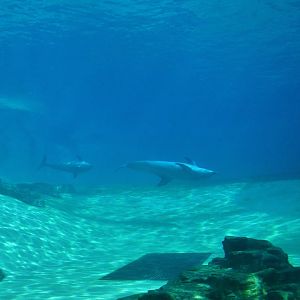 Singapore Oceanarium - Indo-Pacific Bottlenose Dolphin exhibit