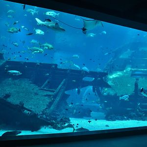 Singapore Oceanarium - Artificial Habitats zone