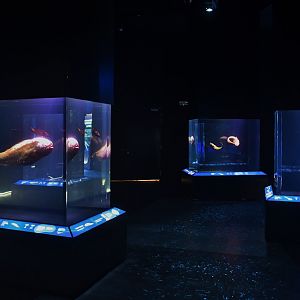 Singapore Oceanarium - Life in the Deep zone