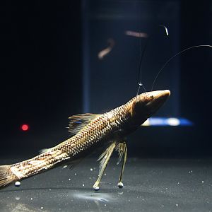 Singapore Oceanarium - Tripod Fish specimen