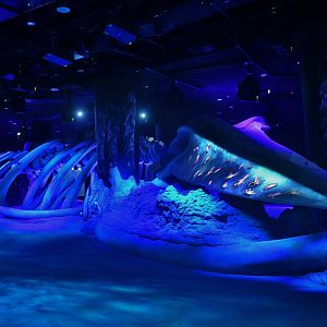 Singapore Oceanarium - Whale Fall and Seamount zone