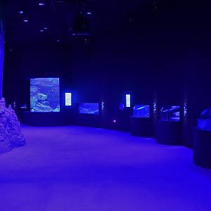 Singapore Oceanarium - Whale Fall and Seamount zone