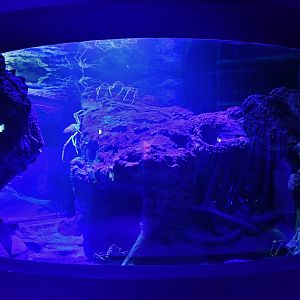 Singapore Oceanarium - Japanese Spider Crab exhibit