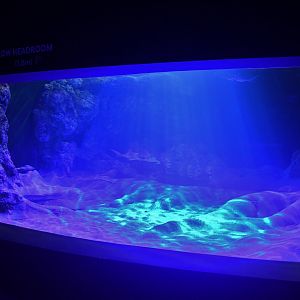 Singapore Oceanarium - Australian Ghostshark exhibit