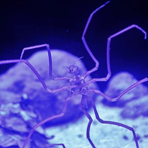 Singapore Oceanarium - Deep Sea Spider (Ascorhynchus japonicum)