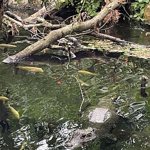 African dwarf crocodile