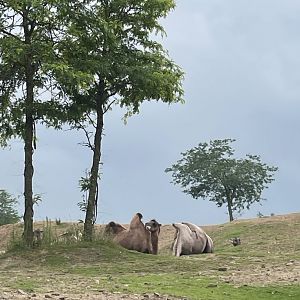 Bactrian camel