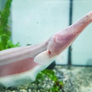 Tamandua Knifefish (Orthostenarchus tamandua)