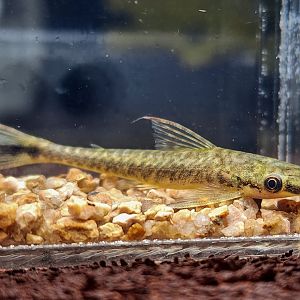 Giant Tiger Oto (Hypoptopoma psilogaster)