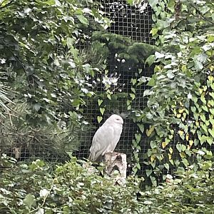 Snowy Owl female