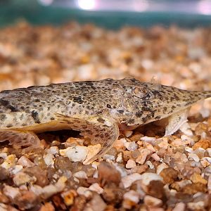 Pinocchio Whiptail (Hemiodontichthys acipenserinus)