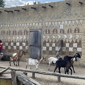 Anglo-Nubian Goats