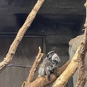 Emperor Tamarin