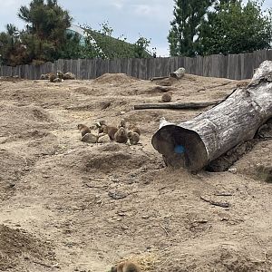 Black-tailed Prairiedogs