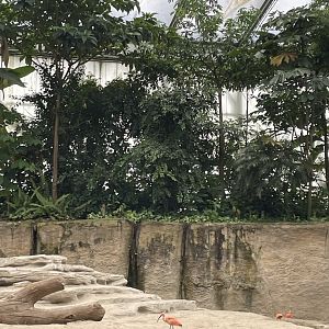 Asian Elephant indoor enclosure with Red Ibis