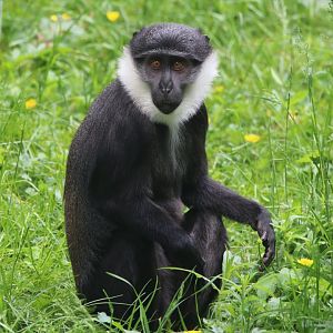 L‘Hoest’s monkey