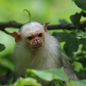 Silvery marmoset