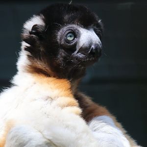 Crowned sifaka