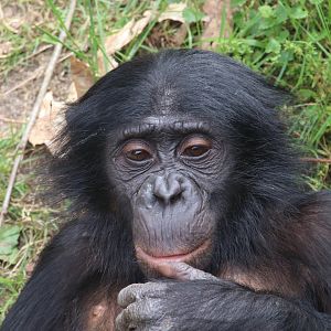 Bonobo