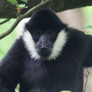 Northern white cheeked gibbon