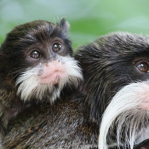 Emperor tamarins
