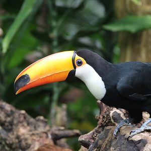 Toco toucan