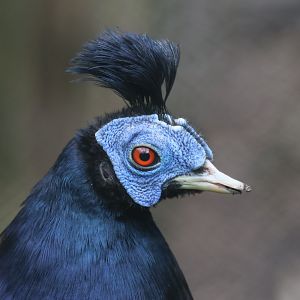 Bornean crested fireback